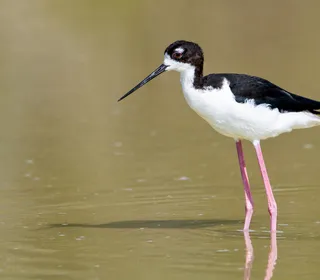 Photo 2/4 of Black-necked Stilt (Himantopus mexicanus)