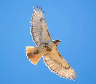 Photo 3/20 of Red-tailed Hawk (Buteo jamaicensis)