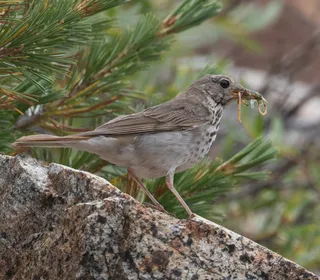 Photo 9/9 of Hermit Thrush (Catharus guttatus)