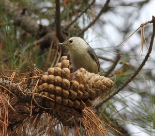 Photo 3/8 of White-breasted Nuthatch (Sitta carolinensis)