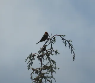 Photo 5/6 of House Finch (Haemorhous mexicanus)