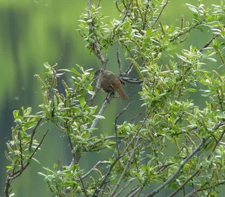 Photo 20/20 of Fox Sparrow (Passerella iliaca)
