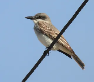 Photo 17/30 of Eastern Kingbird (Tyrannus tyrannus)