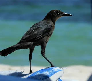Photo 5/8 of Great-tailed Grackle (Quiscalus mexicanus)