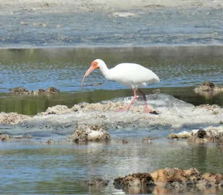Photo 2/4 of White Ibis (Eudocimus albus)