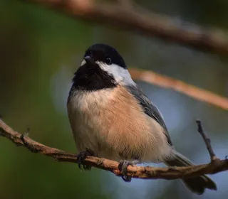 Photo 5/10 of Black-capped Chickadee (Poecile atricapillus)