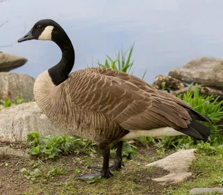 Photo 11/18 of Canada Goose (Branta canadensis)