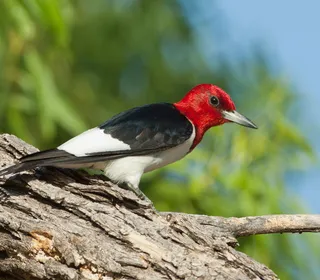 Photo 1/1 of Red-headed Woodpecker (Melanerpes erythrocephalus)