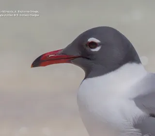 Photo 3/4 of Laughing Gull (Leucophaeus atricilla)