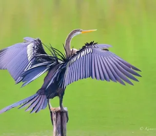 Photo 6/12 of Anhinga (Anhinga anhinga)