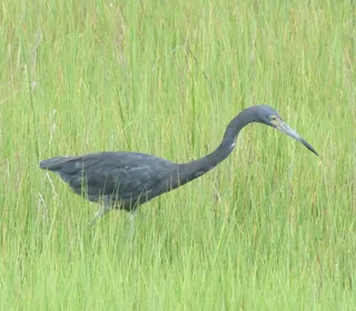 Photo 3/3 of Little Blue Heron (Egretta caerulea)