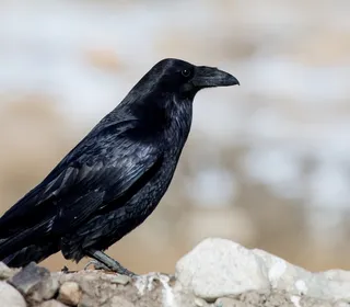 Photo 9/10 of Common Raven (Corvus corax)