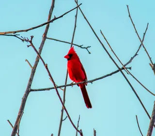 Photo 17/30 of Northern Cardinal (Cardinalis cardinalis)