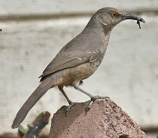 Photo 1/6 of Curve-billed Thrasher (Toxostoma curvirostre)