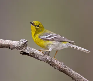 Photo 1/6 of Pine Warbler (Setophaga pinus)