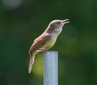 Photo 6/28 of Northern House Wren (Troglodytes aedon)