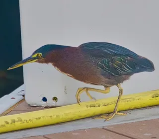 Photo 4/6 of Green Heron (Butorides virescens)