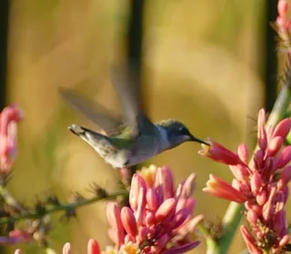 Photo 2/2 of Ruby-throated Hummingbird (Archilochus colubris)