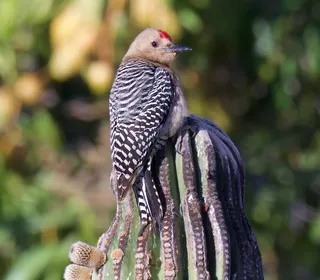 Photo 2/4 of Gila Woodpecker (Melanerpes uropygialis)