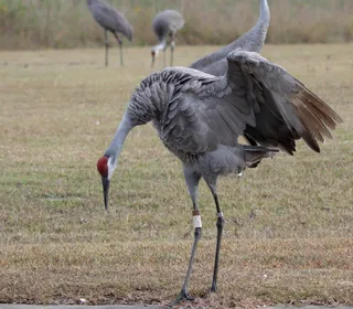 Photo 5/7 of Sandhill Crane (Antigone canadensis)