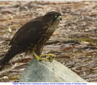 Photo 4/10 of Merlin (Falco columbarius)