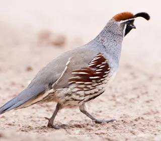 Photo 2/4 of Gambel's Quail (Callipepla gambelii)