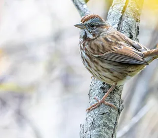 Photo 3/26 of Song Sparrow (Melospiza melodia)