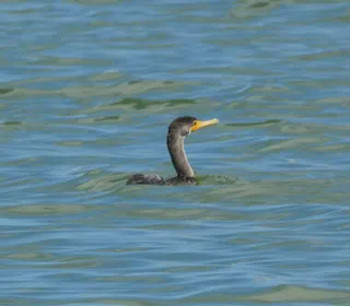 Photo 7/7 of Double-crested Cormorant (Nannopterum auritum)