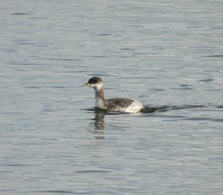 Photo 3/3 of Red-necked Grebe (Podiceps grisegena)