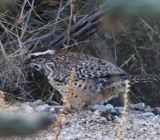 Photo 4/5 of Cactus Wren (Campylorhynchus brunneicapillus)