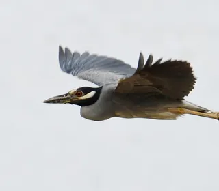 Photo 7/7 of Yellow-crowned Night Heron (Nyctanassa violacea)