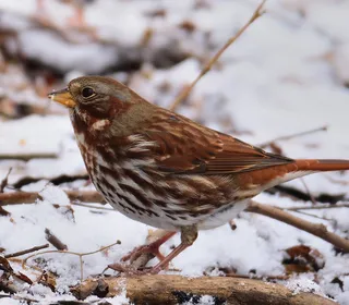 Photo 2/20 of Fox Sparrow (Passerella iliaca)