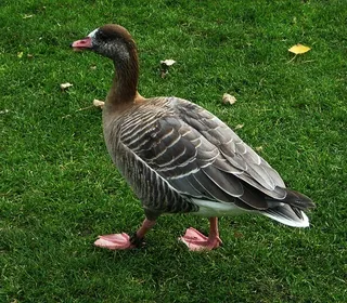Photo 15/15 of Greater White-fronted Goose (Anser albifrons)