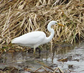 Photo 4/8 of Great Egret (Ardea alba)