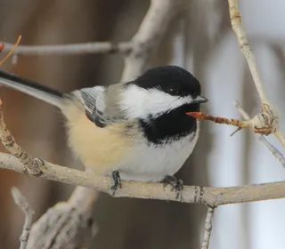Photo 7/10 of Black-capped Chickadee (Poecile atricapillus)