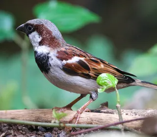 Photo 3/16 of House Sparrow (Passer domesticus)