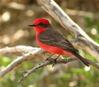 Photo 10/10 of Vermilion Flycatcher (Pyrocephalus rubinus)