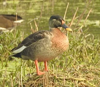 Photo 29/30 of Mallard (Anas platyrhynchos)
