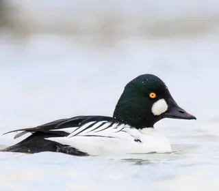 Photo 1/7 of Common Goldeneye (Bucephala clangula)