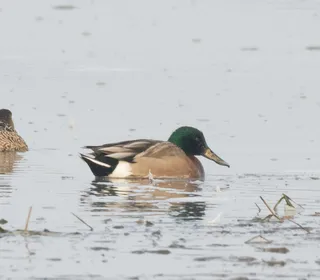 Photo 23/30 of Mallard (Anas platyrhynchos)
