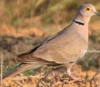 Photo 2/3 of Eurasian Collared-Dove (Streptopelia decaocto)