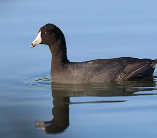 Photo 4/6 of American Coot (Fulica americana)