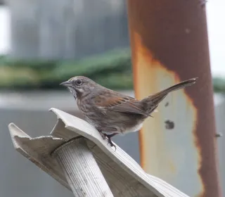 Photo 18/26 of Song Sparrow (Melospiza melodia)