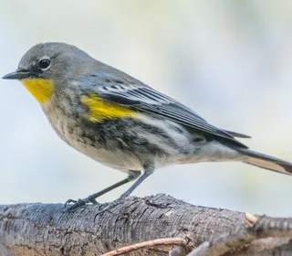 Photo 1/10 of Yellow-rumped Warbler (Setophaga coronata)