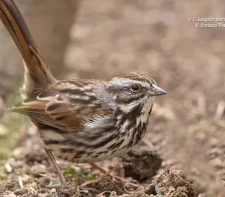Photo 23/26 of Song Sparrow (Melospiza melodia)