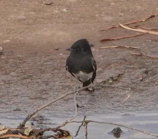 Photo 3/8 of Black Phoebe (Sayornis nigricans)