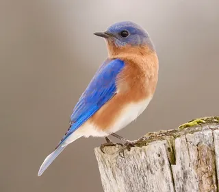 Photo 1/7 of Eastern Bluebird (Sialia sialis)