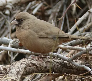 Photo 4/5 of Abert's Towhee (Melozone aberti)