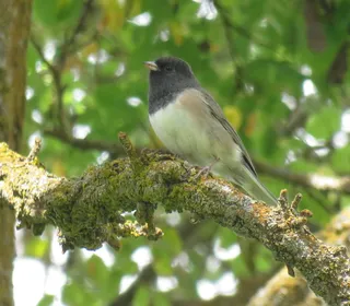 Photo 10/23 of Dark-eyed Junco (Junco hyemalis)