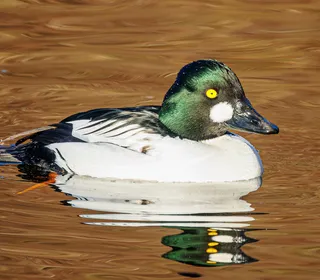 Photo 6/7 of Common Goldeneye (Bucephala clangula)